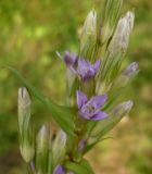 род Gentianella