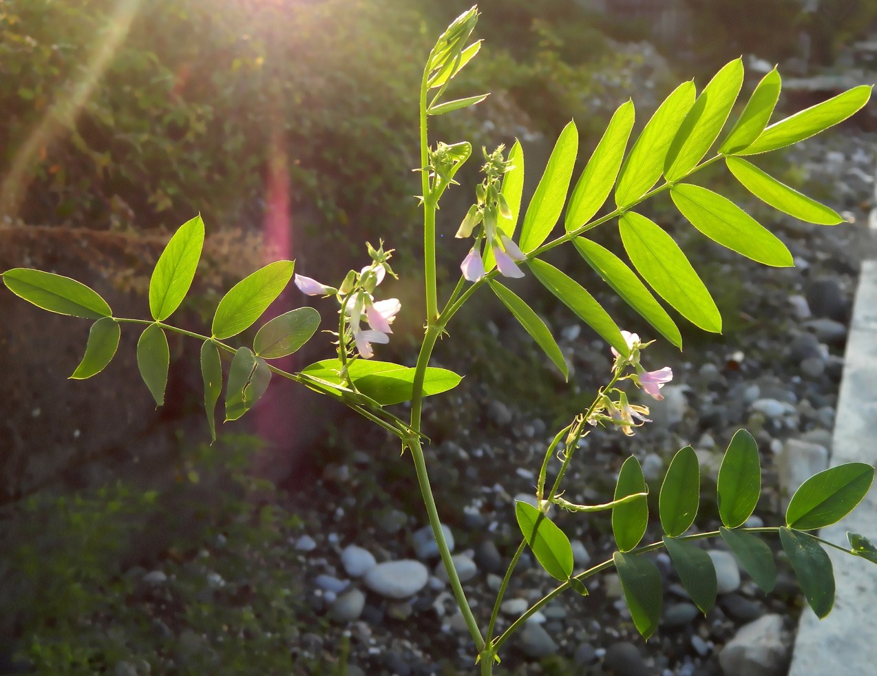 Изображение особи Galega officinalis.