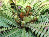 Blechnum spicant