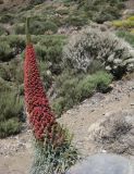Echium wildpretii. Цветущее растение. Испания, Канарские о-ва, Тенерифе, национальный парк Тейде. 24.04.2013.