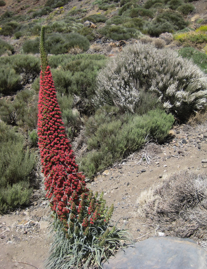 Изображение особи Echium wildpretii.