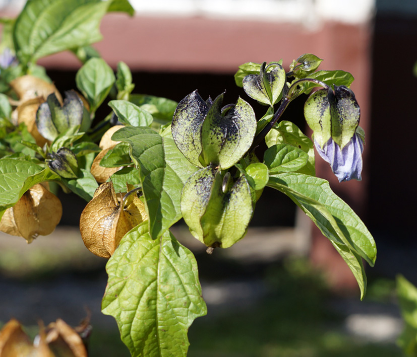 Изображение особи Nicandra physalodes.