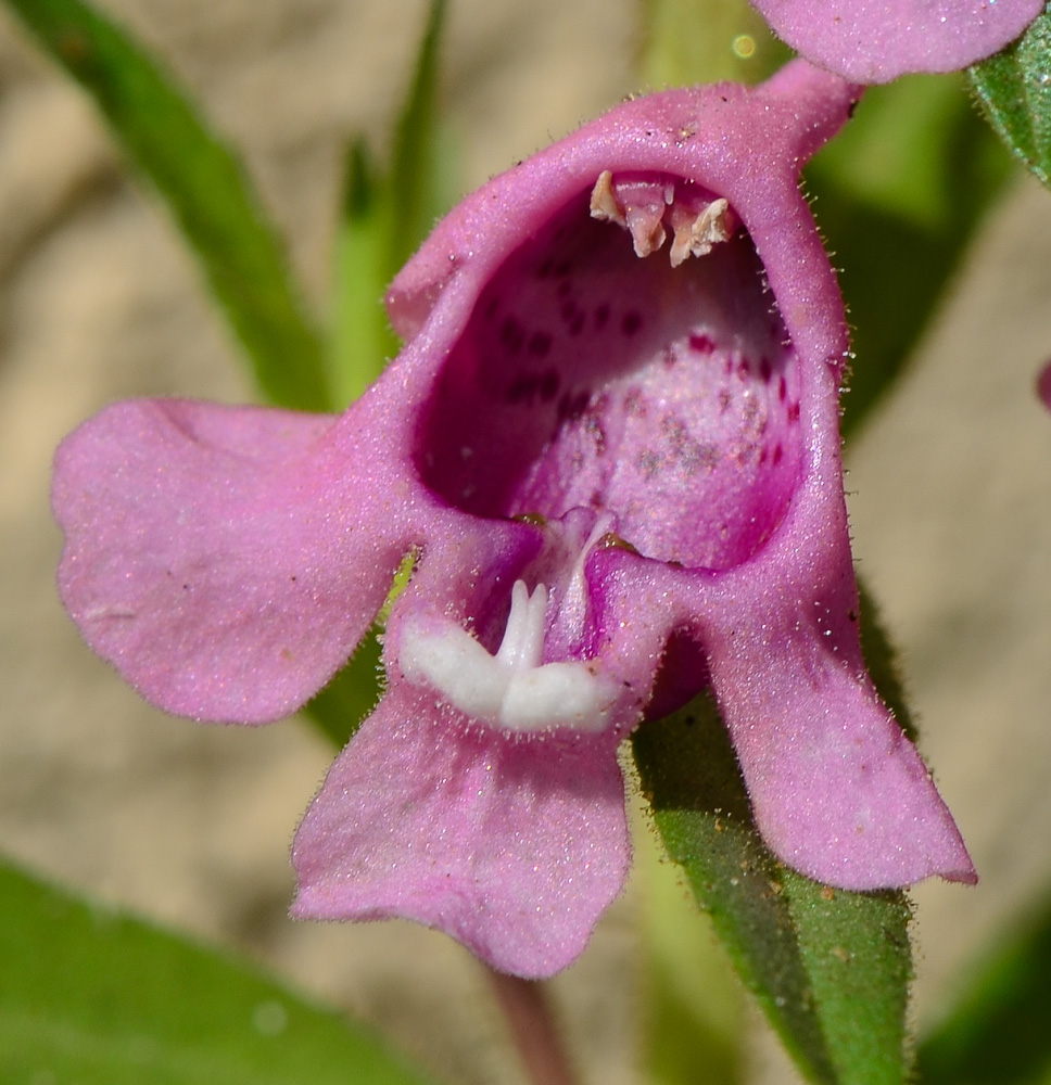 Изображение особи Angelonia angustifolia.