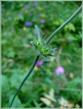 Knautia arvensis