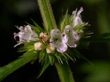 Lycopus europaeus. Соцветие, диаметр венчиков около 8 мм. Киев, Святошинские озёра, 4 сентября 2008 г.