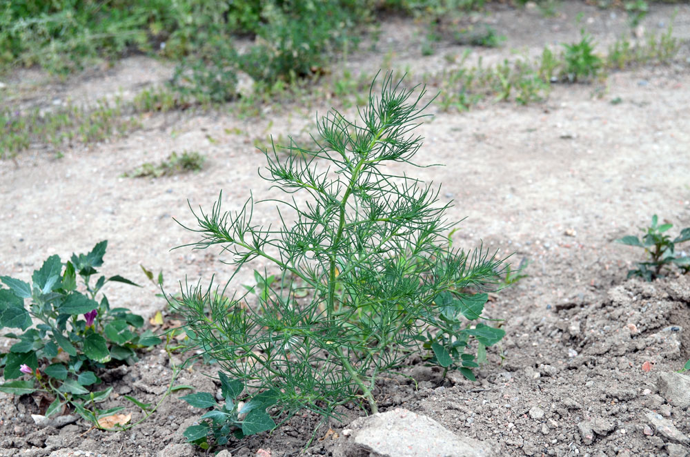 Изображение особи Salsola tragus.