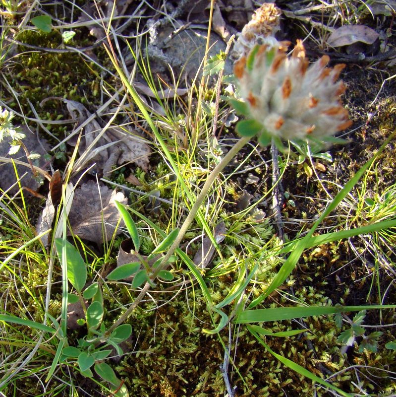 Image of Anthyllis arenaria specimen.