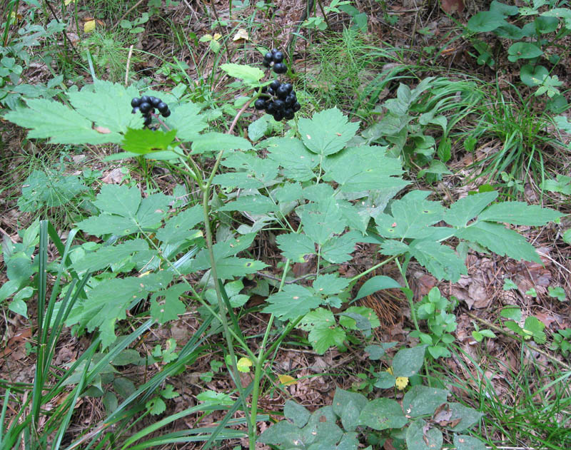 Image of Actaea spicata specimen.