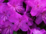 Rhododendron dauricum