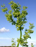 Rumex confertus. Верхушка растения с соцветиями. Кольский п-ов, Восточный Мурман, пос. Дальние Зеленцы. 31.08.2009.