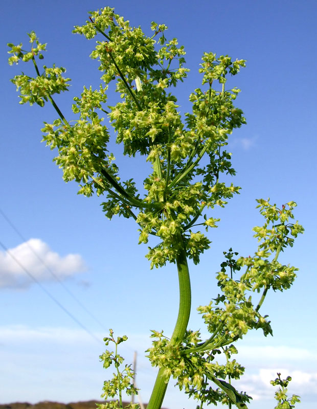 Изображение особи Rumex confertus.