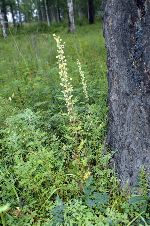 Изображение особи Artemisia macrantha.