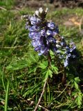 Corydalis subjenisseensis