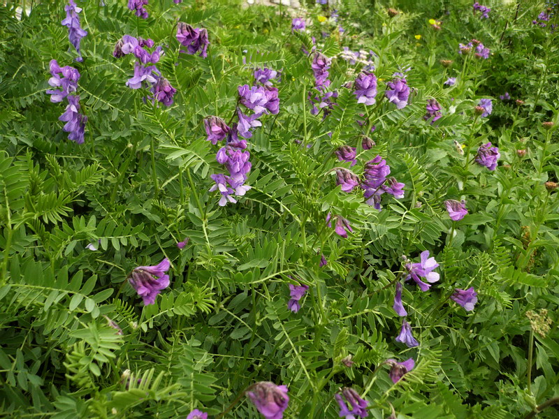 Image of Vicia grossheimii specimen.