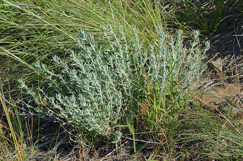 Изображение особи Teucrium capitatum.