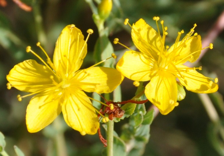 Image of Hypericum triquetrifolium specimen.