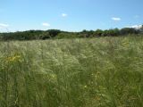 Stipa capillata