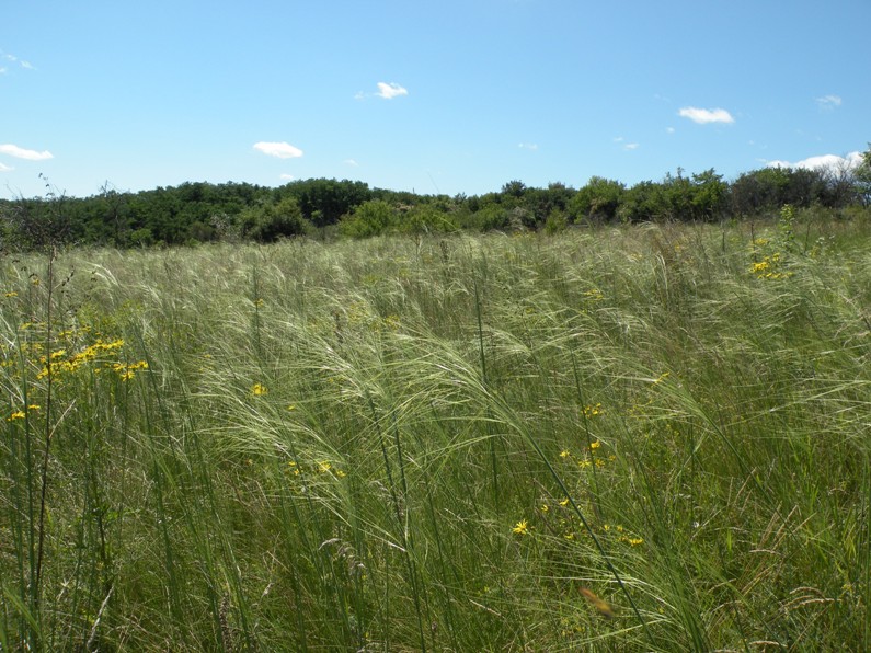 Изображение особи Stipa capillata.