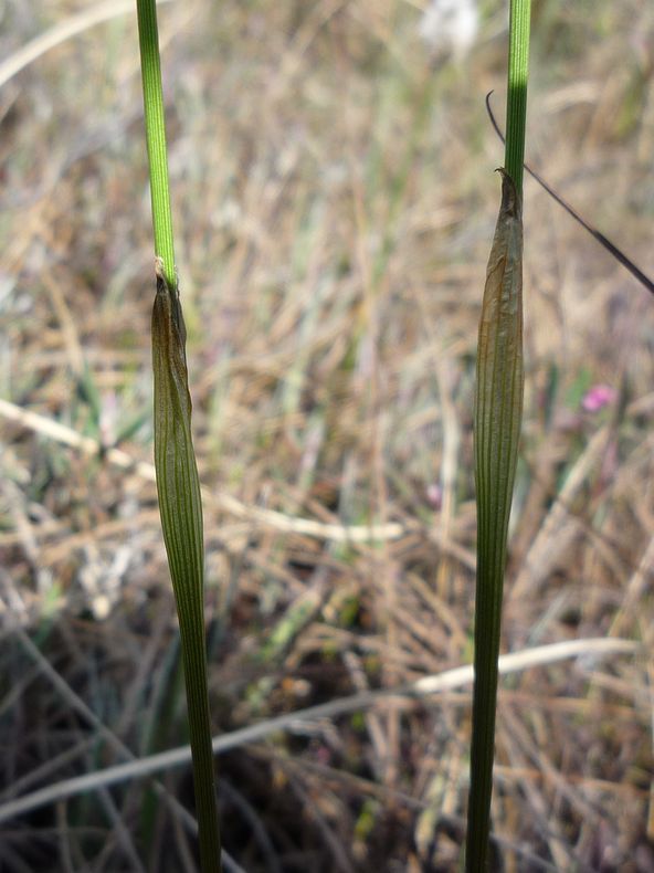 Изображение особи Eriophorum vaginatum.