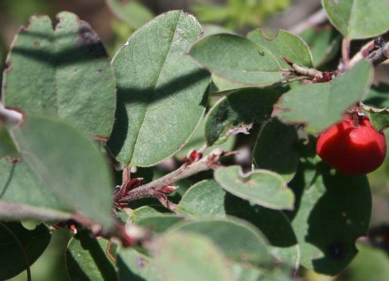 Image of Cotoneaster integerrimus specimen.