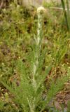 Handelia trichophylla