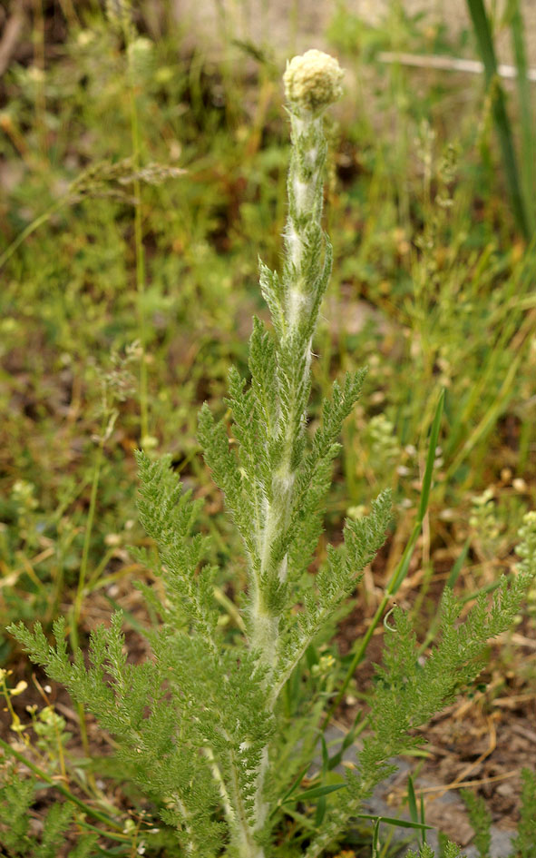 Изображение особи Handelia trichophylla.