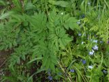 Angelica sylvestris