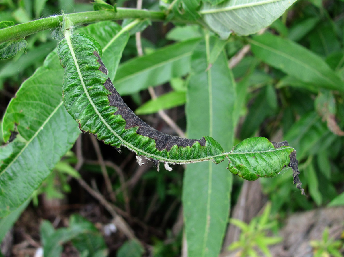 Image of Salix gmelinii specimen.