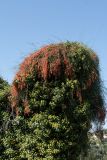 Ephedra foeminea