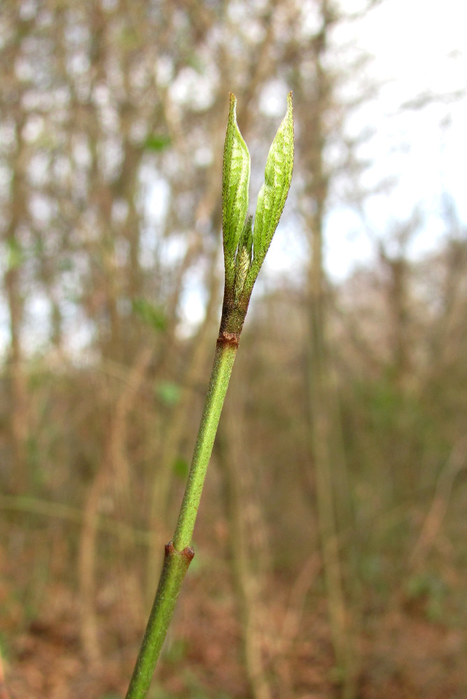 Изображение особи Cornus mas.