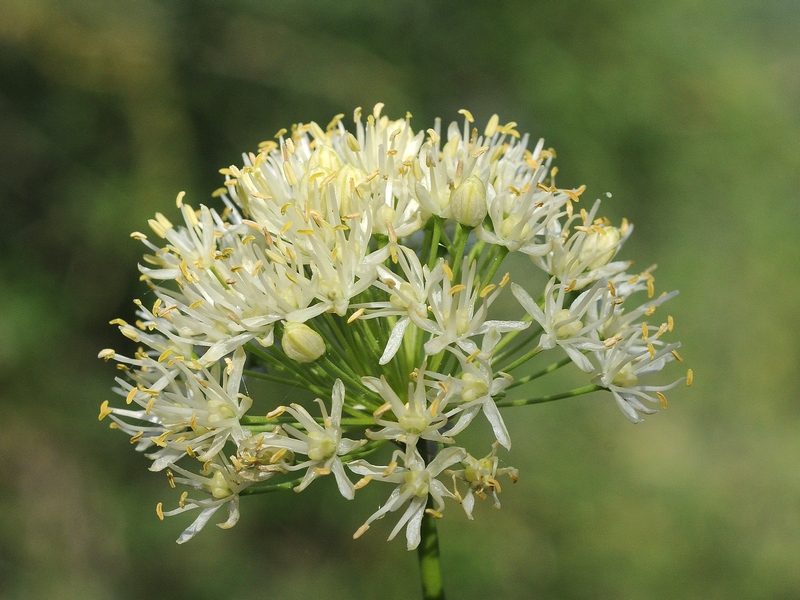 Изображение особи Allium flavescens.