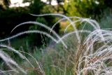 Stipa borysthenica