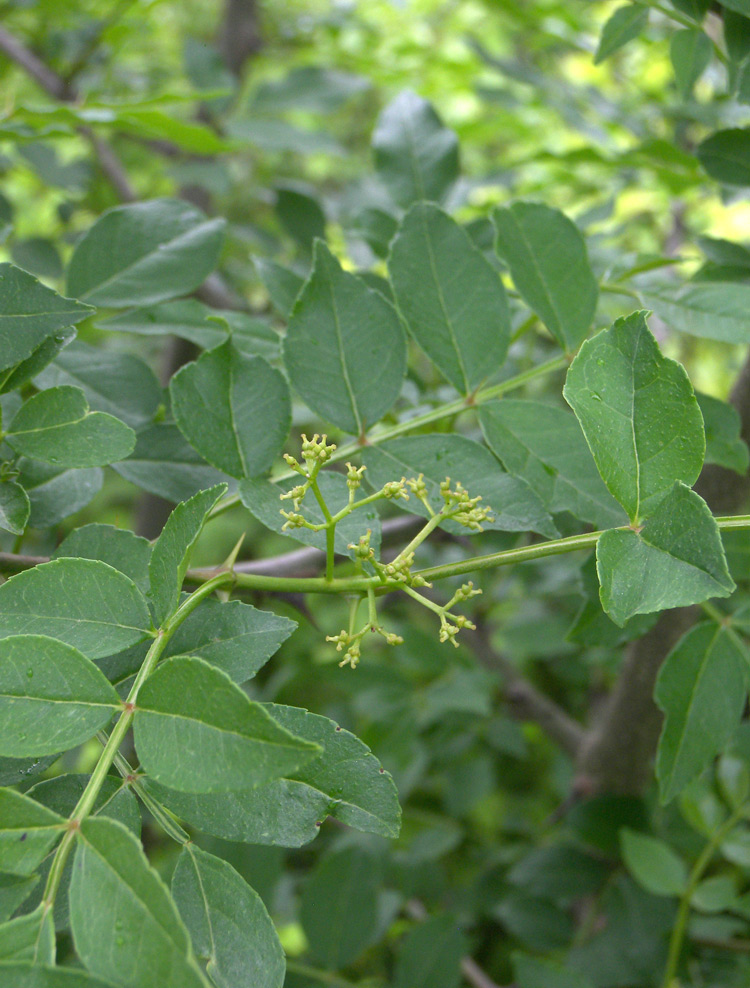 Изображение особи Zanthoxylum schinifolium.