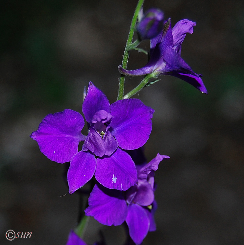 Изображение особи Delphinium hispanicum.