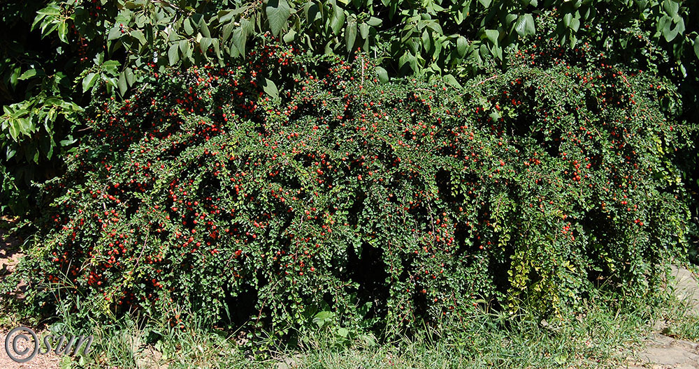 Image of Cotoneaster dammeri specimen.