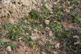 Calendula arvensis