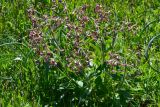 Hesperis tristis