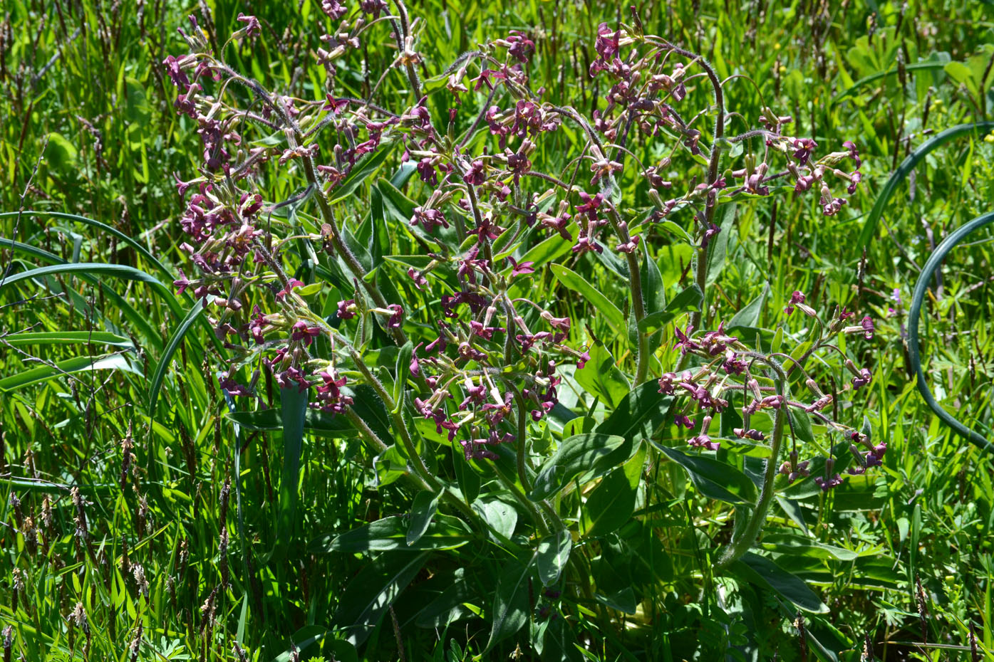 Image of Hesperis tristis specimen.