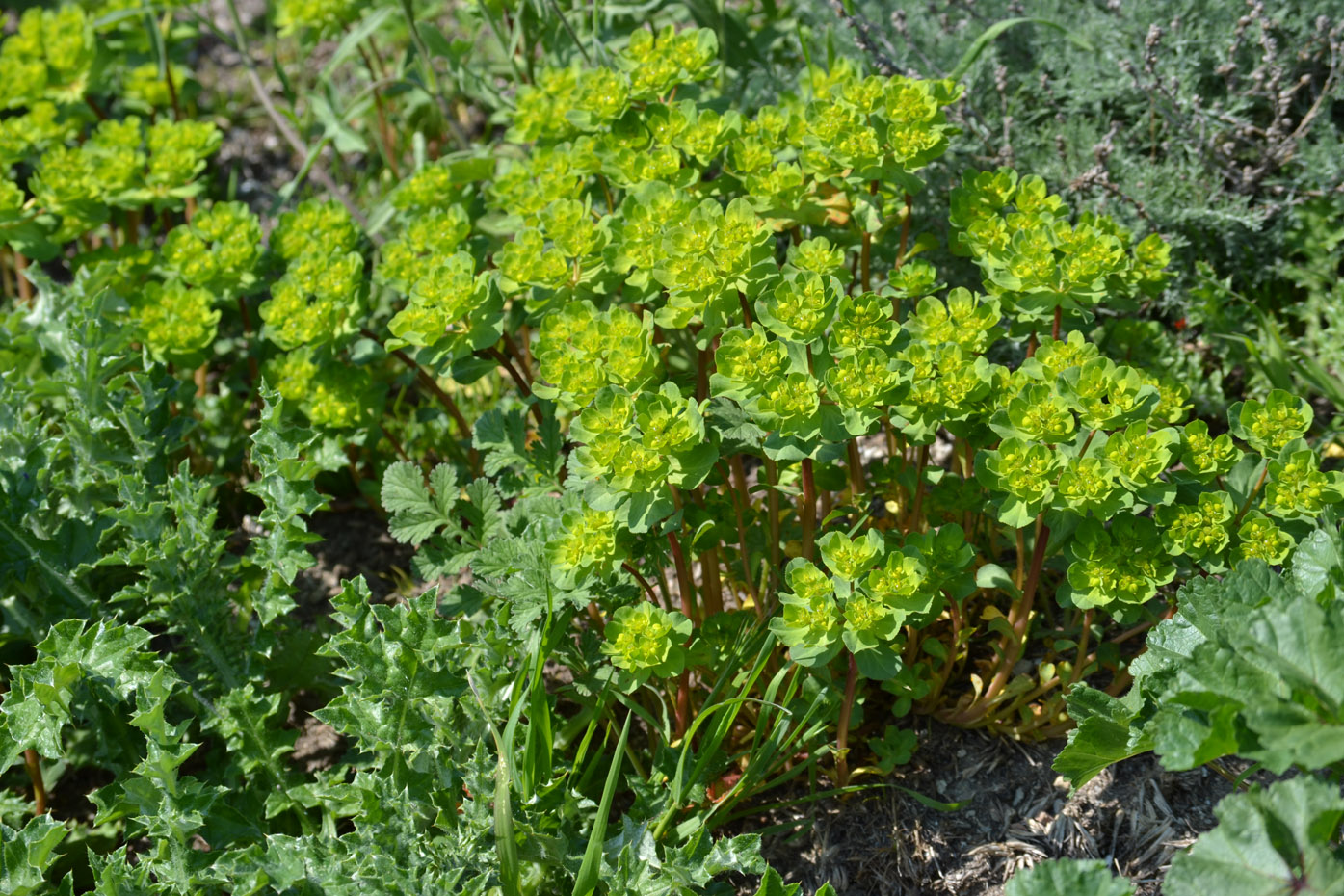 Изображение особи Euphorbia helioscopia.