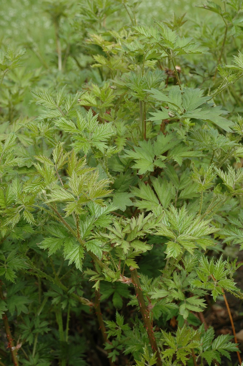 Image of Rubus laciniatus specimen.