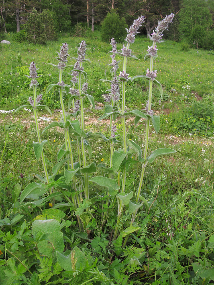 Изображение особи Stachys balansae.