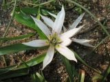 Androcymbium europaeum. Цветущее растение. Испания, Андалусия, провинция Альмерия, природный парк Cabo de Gata. 21 декабря 2009 г.