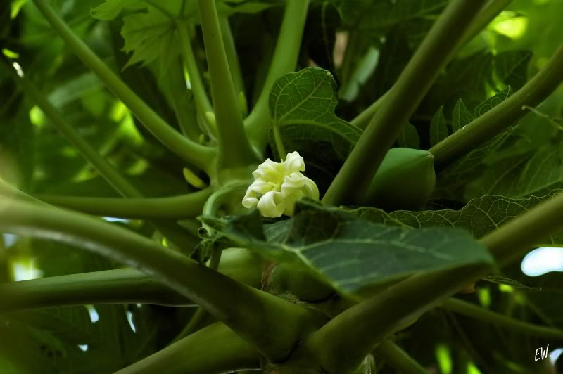 Image of Carica papaya specimen.