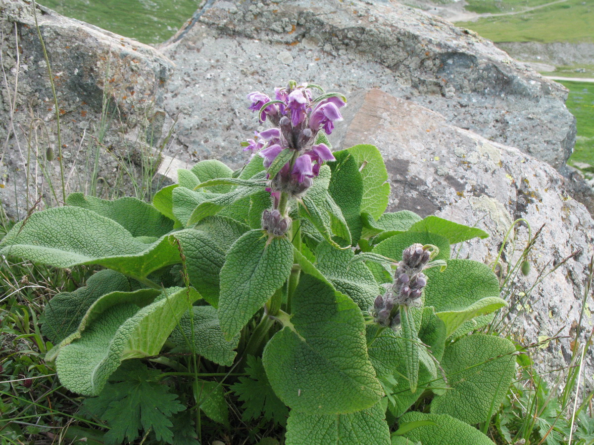 Image of Phlomoides oreophila specimen.