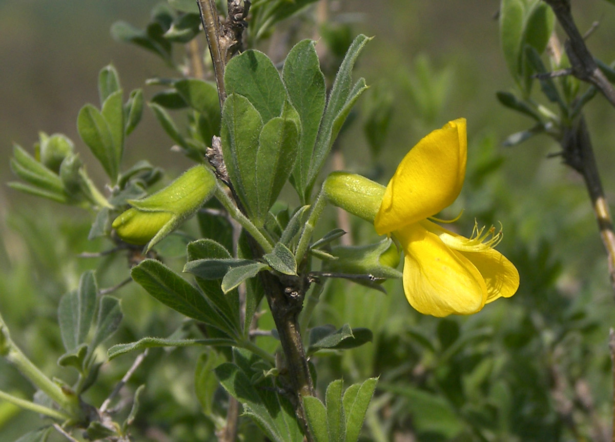 Image of Caragana mollis specimen.
