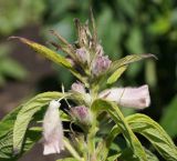 Sesamum indicum