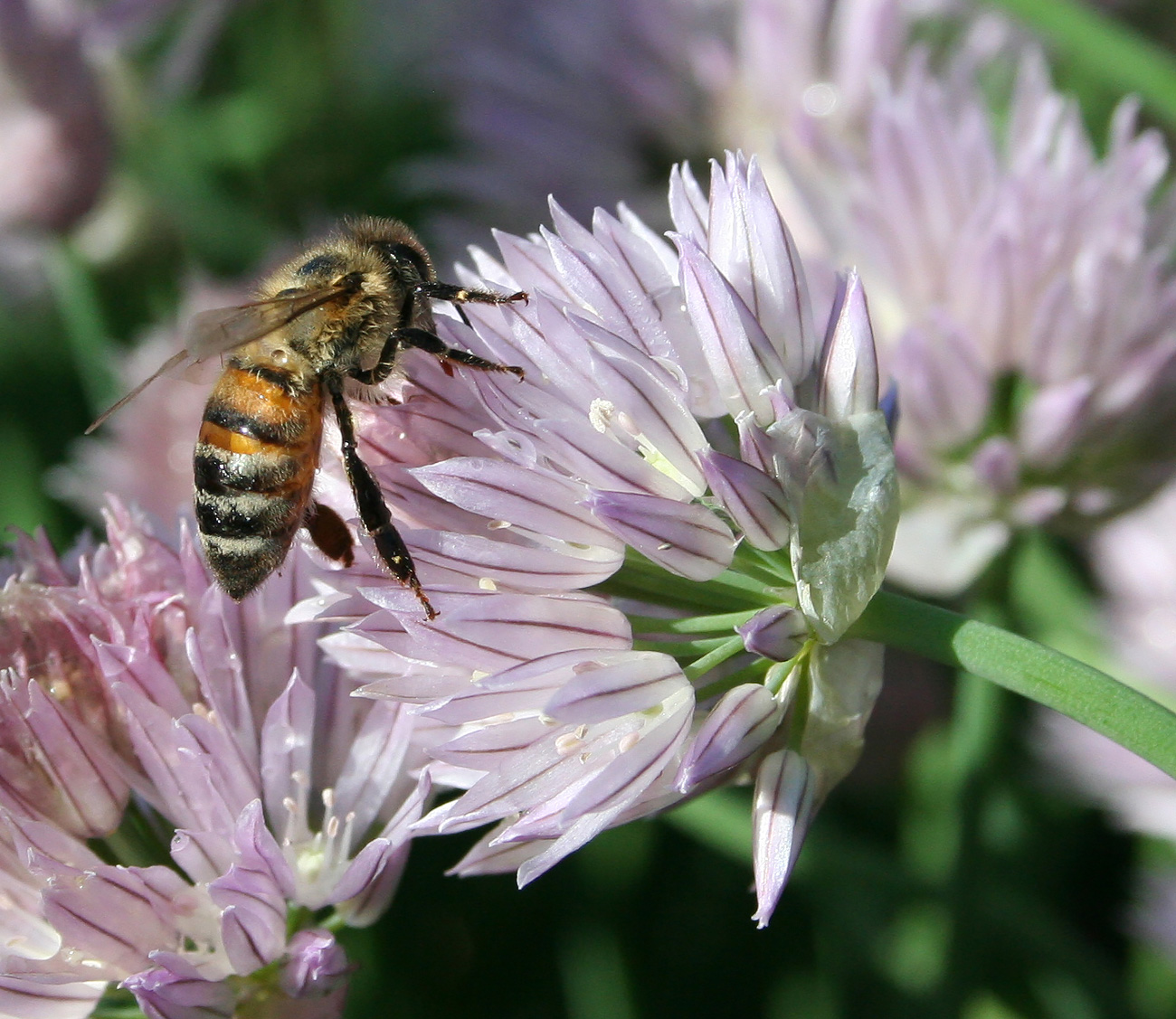 Изображение особи Allium schoenoprasum.