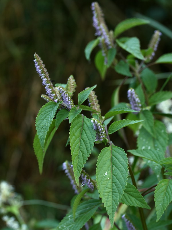 Image of Elsholtzia ciliata specimen.