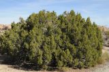 Juniperus californica