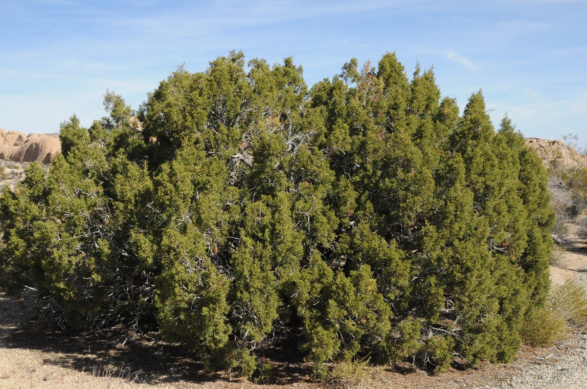 Изображение особи Juniperus californica.